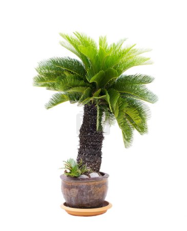 Photo for Palm tree cycas revoluta in clay pots isolated on white background, used for in interiors home, garden and park decoration - Royalty Free Image