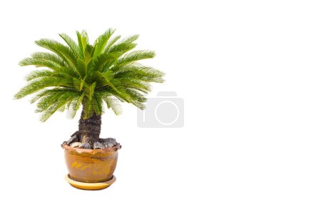 Téléchargez les photos : Palmier cycas revoluta dans des pots d'argile isolés sur fond blanc, utilisé pour la décoration intérieure de la maison, du jardin et du parc - en image libre de droit