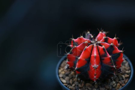 cactus en pot pour décorer le jardin. photo de style vintage. L'image a une faible profondeur de champ. Gymnocalycium