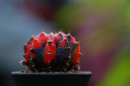 cactus en pot pour décorer le jardin. photo de style vintage. L'image a une faible profondeur de champ. Gymnocalycium
