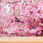 Abstract Natural wood table with Artificial Sakura flowers for decorating japanese style Spring blossom. : Top view plank wood for graphic stand product, interior design or montage display product.