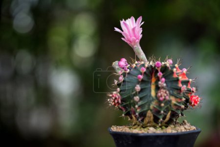 Téléchargez les photos : Macro de fleur de cactus pour décorer la maison. L'image a une faible profondeur de champ. Gymnocalycium LB2178. - en image libre de droit