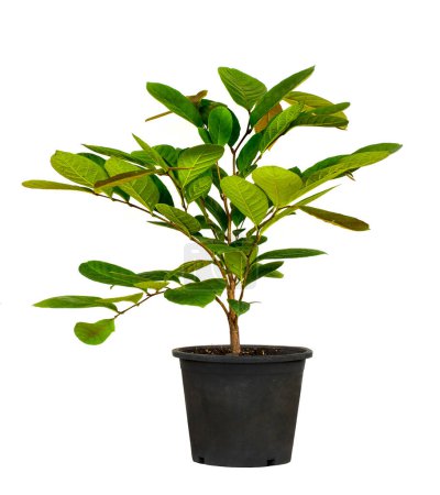 Pino bonsái verde en maceta de plástico aislado en blanco. Concepto ecológico con espacio de copia para el diseño de texto o obra de arte