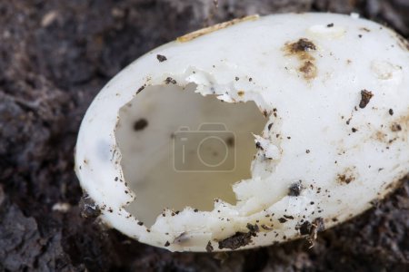 Téléchargez les photos : Coquille d'oeuf de tortue sol souterrain - en image libre de droit