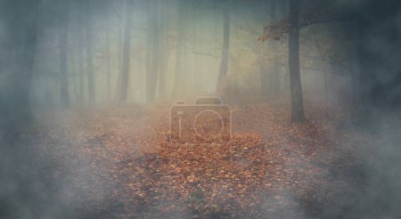 Utumn beech forest in the fog, Painting effect