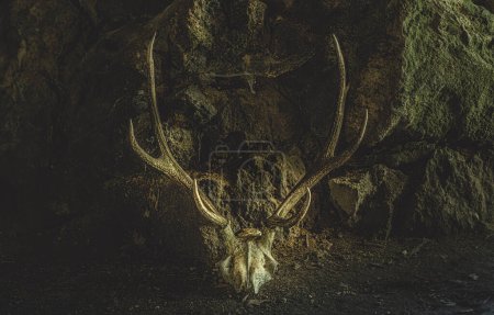 Téléchargez les photos : Crâne de cerf dans une grotte. espace cérémonie - en image libre de droit
