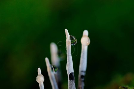 Téléchargez les photos : Ce champignon est également connu comme le champignon du chandelier, le champignon du chandelier, les bois de carbone ou le champignon de la corne du cerf. Ce gros plan montre la rosée nordique à l'extrémité de ce champignon noir et blanc - en image libre de droit