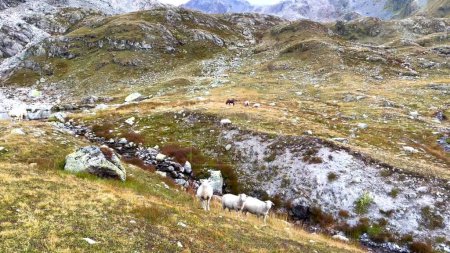 Photo for Herd of sheep grazing in the mountains - Royalty Free Image