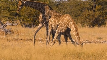Photo for Giraffe in the savannah - Royalty Free Image