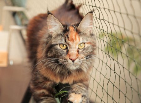 Entzückende Maine Coon Katze auf einem Balkon mit Schutznetz, Haustiersicherheit. 