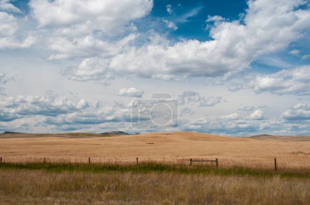 Téléchargez les photos : Grandes plaines ouvertes avec nuages blancs gonflés et ciel bleu - en image libre de droit