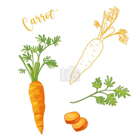 Téléchargez les illustrations : Carotte, carottes orange avec vecteur de feuilles vertes sur fond blanc. Illustration de légumes, légumes-racines, bêta-carotène, vitamine A, vitamine K et vitamine B6 aliments. - en licence libre de droit