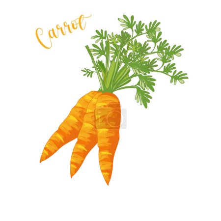 Karotte, drei orangefarbene Karotten mit grünen Blättern auf weißem Hintergrund. Pflanzliche Abbildung, Rohkost, Wurzelgemüse, Beta-Carotin, Vitamin A, Vitamin K und Vitamin B6.