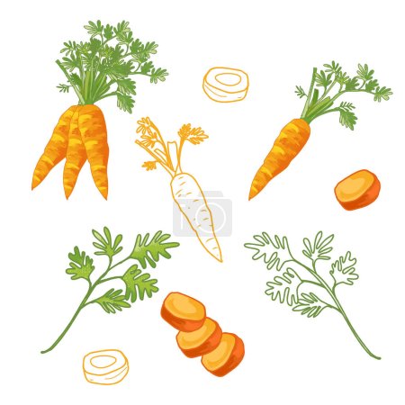 Karotten, orangefarbene Karotten mit grünen Blättern auf weißem Hintergrund. Teil der Scheiben Möhre und Laub. Gemüseillustration, Wurzelgemüse, Beta-Carotin, Vitamin A, Vitamin K und Vitamin B6 Lebensmittel.