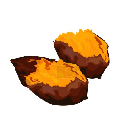 Isolated Yaki Imo, whole and a half roasted yellow sweet potato on white background. Food ingredients vector illustration. Close up authentic Yaki Imo vector drawing. 