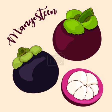 Isolated mangosteen fruits and half cutting fruits . Purple and green mangosteen.Tropical fruit, Summer Asian fruit hand drawing vector illustration. Realistic fruits.Garcinia mangos, anime style