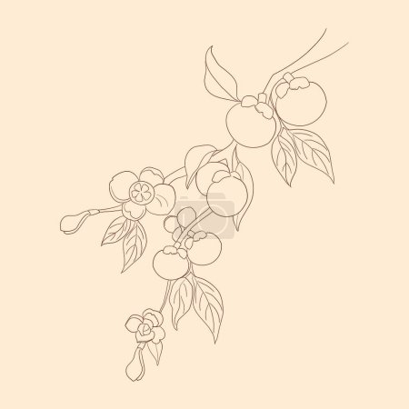 Line art branch of mangosteen tree with full of mangosteen fruits and flower. Purple and green mangosteen.Tropical fruit, Summer Asian fruit hand drawing vector illustration. Realistic fruits.