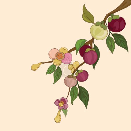 Illustration for A branch of mangosteen tree with full of mangosteen fruits and flower. Purple and green mangosteen.Tropical fruit, Summer Asian fruit hand drawing vector illustration. Realistic fruits.Garcinia mangos - Royalty Free Image