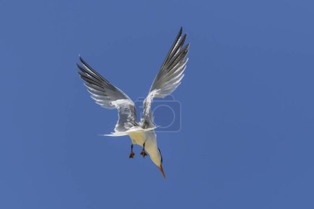 Photo for Royal tern. Sea bird flying. Seagull in the sky. - Royalty Free Image