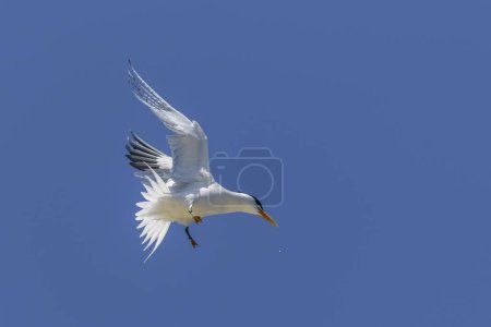 Téléchargez les photos : La sterne royale. Vol d'oiseau de mer. Mouette dans le ciel. - en image libre de droit