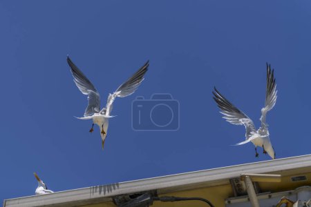 Téléchargez les photos : La sterne royale. Vol d'oiseau de mer. Mouette dans le ciel. - en image libre de droit