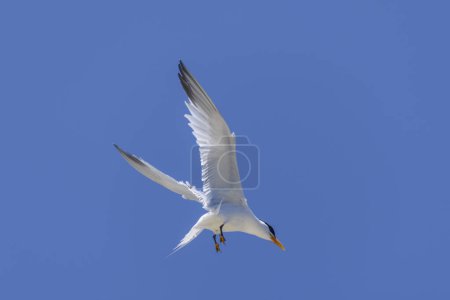 Photo for Royal tern. Sea bird flying. Seagull in the sky. - Royalty Free Image