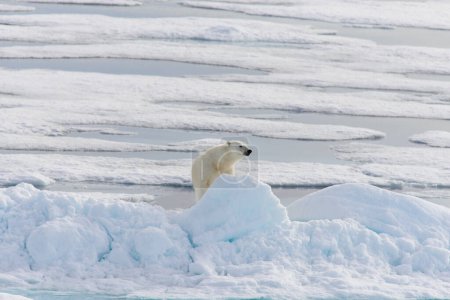 Téléchargez les photos : Ours polaire (Ursus maritimus) sur la banquise au nord de Spitsberg - en image libre de droit