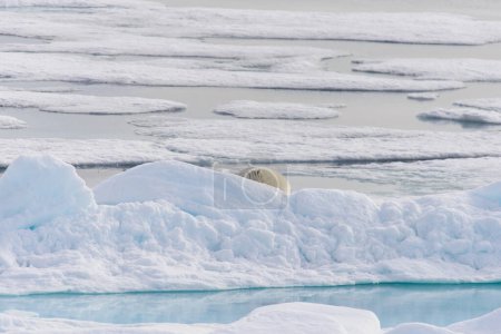 Téléchargez les photos : Ours polaire (Ursus maritimus) sur la banquise au nord de Spitsberg - en image libre de droit