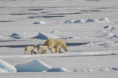Téléchargez les photos : Ours polaire mère (Ursus maritimus) et petits jumeaux sur la banquise, au nord du Svalbard Arctique Norvège - en image libre de droit