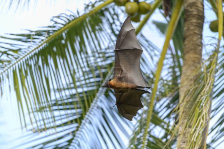 Zorro volador en la isla Maldivas. Murciélago de fruta volando. Zorro volador de cabeza gris (Pteropus poliocephalus).