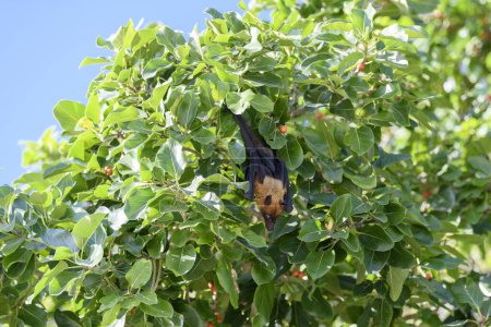 Photo for Flying Fox on Maldives island. Fruit bat flying. Gray-headed Flying Fox (Pteropus poliocephalus). - Royalty Free Image