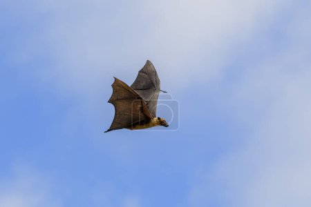 Photo for Flying Fox on Maldives island. Fruit bat flying. Gray-headed Flying Fox (Pteropus poliocephalus). - Royalty Free Image
