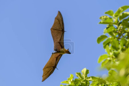 Zorro volador en la isla Maldivas. Murciélago de fruta volando. Zorro volador de cabeza gris (Pteropus poliocephalus).