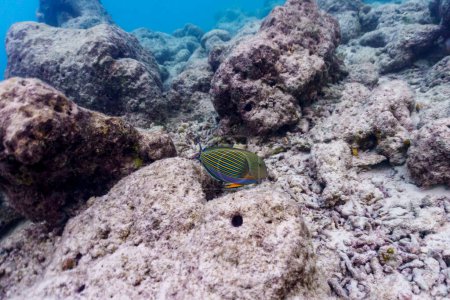 Téléchargez les photos : "Blue banded surgeonfish (Acanthurus lineatus)". Poissons marins tropicaux et coralliens. Beau monde sous-marin. Photographie sous-marine. - en image libre de droit