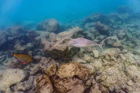 Unicorn Surgeonfish in the coral reef of Maldives island. Tropical and coral sea wildelife. Beautiful underwater world. Underwater photography.