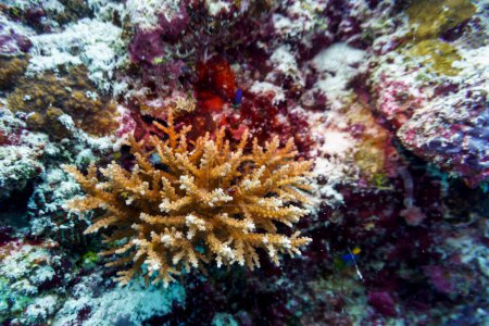 Coral Reef and Tropical Fish on Maldives island. Tropical and coral sea wildelife. Beautiful underwater world. Underwater photography.