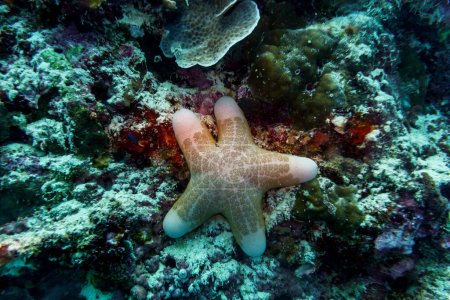 Téléchargez les photos : Étoile de mer sur l'île des Maldives. Sauvage tropical et corallien. Beau monde sous-marin. Photographie sous-marine. - en image libre de droit