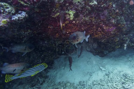 Schwarzspitzensoldatenfisch (Myripristis botche) im Korallenriff der Malediven. Tropische und Korallenmeere wildern. Schöne Unterwasserwelt. Unterwasserfotografie.