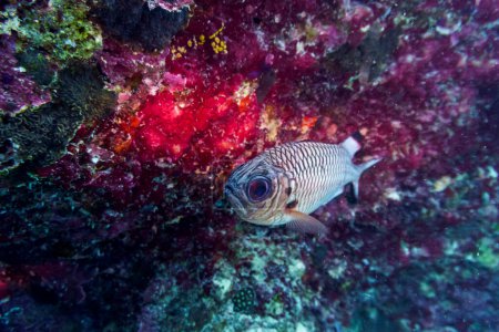 Poisson-soldat à pointe noire (Myripristis botche) dans le récif corallien de l'île des Maldives. Sauvage tropical et corallien. Beau monde sous-marin. Photographie sous-marine.