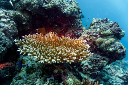 Téléchargez les photos : Récif corallien et poissons tropicaux sur l'île des Maldives. Sauvage tropical et corallien. Beau monde sous-marin. Photographie sous-marine. - en image libre de droit