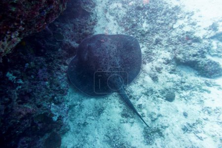 Sting ray in the coral reef of Maldives island. Tropical and coral sea wildelife. Beautiful underwater world. Underwater photography.