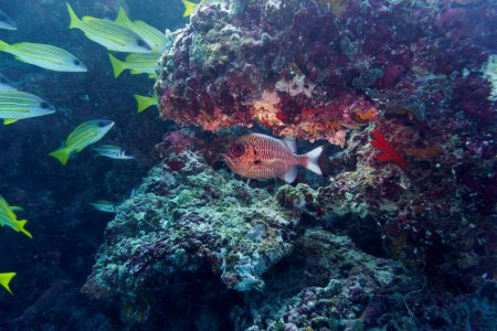 Blacktip soldier fish (Myripristis botche) in the coral reef of Maldives island. Tropical and coral sea wildelife. Beautiful underwater world. Underwater photography.