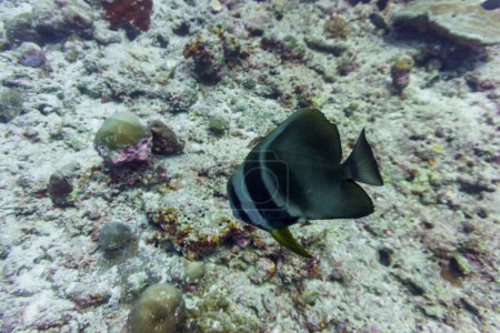 Orbicular batfish (Platax orbicularis) in the coral reef of Maldives island. Tropical and coral sea wildelife. Beautiful underwater world. Underwater photography.