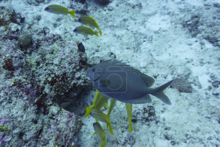Brown-spotted spinefoot rabbitfish (Siganus stellatus) in the coral reef of Maldives island. Tropical and coral sea wildelife. Beautiful underwater world. Underwater photography.