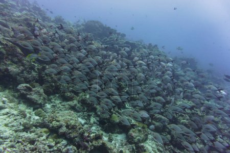 Korallenriff und tropische Fische auf den Malediven. Tropische und Korallenmeere wildern. Schöne Unterwasserwelt. Unterwasserfotografie.