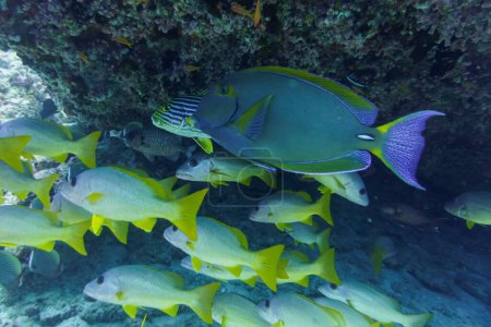 Yellowfin surgeon fish in the coral reef of Maldives island. Tropical and coral sea wildelife. Beautiful underwater world. Underwater photography.