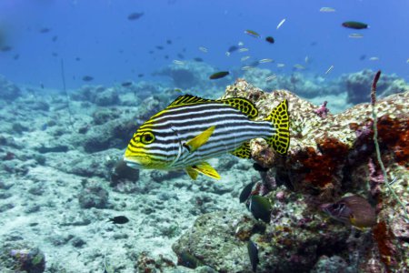 Oriental Sweetlips fish (Plectorhinchus vittatus) in the coral reef of Maldives island. Tropical and coral sea wildelife. Beautiful underwater world. Underwater photography.