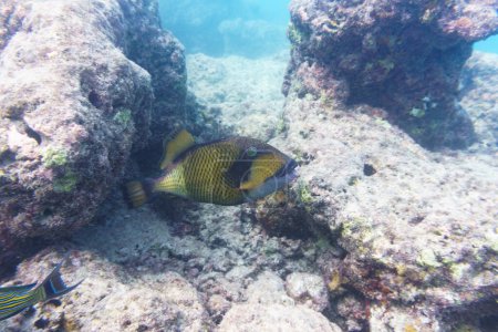 Titan triggerfish, Giant triggerfish, (Balistoides viridescens). Tropical and coral sea wildelife. Beautiful underwater world. Underwater photography.