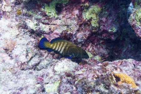 Pfauenhirsch, Cephalopholis argus. Tropische und korallene Meeresfische. Schöne Unterwasserwelt. Unterwasserfotografie.