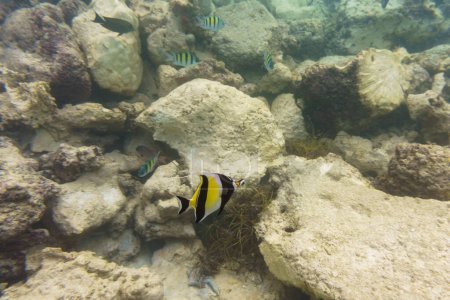 Moorish Idol (Zanclus cornutus). Tropical and coral sea wildelife. Beautiful underwater world. Underwater photography.